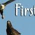 An Eaglet S First Flight