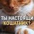 Как понять что ты настоящий кошатник кот котик кошатник кошка