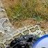 Harvesting Malabar Spinach Goes To Market Sell Big Python Broke Into The Turkey Farm