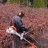 Blackberry APOCALYPSE Gets SHUT DOWN Stihl FS 561C Clearing Saw Satisfying