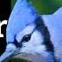 Blue Feathers Are Awesome