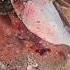 See How The Fastest Katla Carp Fish Cutting Skills In Expert Cutter Shorts