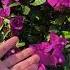 Receive This Prayer Garden Nature Incrediblenature Plants Flowers