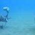 Fischball Catfish Jetty 00031