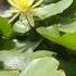 Yellow Water Lily Flowers Waterlily Yellow Viralshort Rehnuma Treadingshorts Yellowflowers