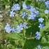 Нежная незабудка Gentle Forget Me Not