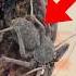 This TERRIFYING Creature From Harry Potter Is REAL