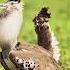 The Kori Bustard Biggest Flying Bird Birds