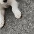 Taeffi Neshishine Transformation Realitfeelit Youtube Puppy