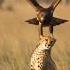Eagle Fails Take Off With Cheetah National Geographic Discovery Animal Planet Bbc Cat Lion