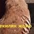 Кекилик Kekilik