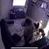 Shocking Moment Car Crashes Into Home Where Couple Were Relaxing With Their 4 Dogs