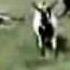 Fainting Goats