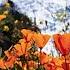 Beautiful Relaxing Soothing Traditional Hymn Music Peaceful Music The Golden Coast By Tim Janis