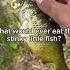 What Would Ever Eat This Stinky Little Fish Bassfishing Fishing