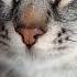 Дневник кота