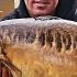 100 Precision Spot Fishing At The Historic Horseshoe Lake Carp Fishing Edges