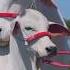 Mashallah Qurbani Ki Khubsuraty Mashallah Qurbani Eid