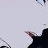 The Point Of Devilman Crybaby