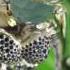 Van Cleef Arpels Automate Fée Ondine In Motion