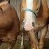 Welcome Home 3 New Belgian Draft Horse Geldings Saved From Almost Shipping To Slaughter In Arkansas