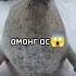 ути пути ути пути амонг ас Music Football Phonk Messi Fifamobile Neymarpsg