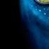 The Bioluminescence Of The Night