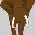 Animals For Kids Vocabulary English Elephant Bear Giraffe Camel Hippo Rabbit English Vocabulary