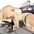 Man Saves A Cougar That Fell Into An Icy Lake Then Something Shocks The Whole Village