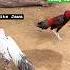 White Jawa And Laka They Are Champions Shorts Rooster Birds Murga