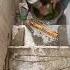 Tropical Marble Concrete CD Feeding Mystery Tile Shortfeed