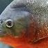 Red Bellied Piranhas Amazing Animals