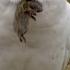 Snowy Owl Chicks Chow Down Animal Super Parents Episode 2 Preview BBC