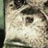 Man Or Ape The Genetic Mystery Of Oliver Our World