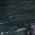 How Are Seals Different From Sea Lions