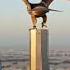 Manama Falcon Bahrain
