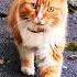 Завтра выходной джейсонстэйтем пародия цитаты озвучка Cat котики веселыекоты Funnycat
