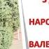 З днем народження Валентина