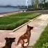 Twin Malinois Magic Synchronized Fence Leap Belgian Shepherd Malinois Jump Tandem