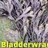 5 Edible Seaweeds You Can Forage