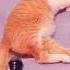 Hahaha Fy Tiktok Foryou Funny Fyp Foryoupage Funnyvideo Omg Wee Ouch