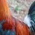 Rooster Crowing In The Morning Sound Effects