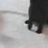 Star Trek Cat Fight Which One S Spock