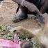 THRILLING BABOON HUNTING INCIDENTS WITH AFRICAN HUNTERS HADZABE TRIBE African Bushmen Life