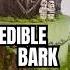 EDIBLE BARK One Of My All Time Fav Wedding Cakes
