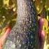 May 27 2025 GROWING DON GILLOGLY IN PASO ROBLES CA ZONE 9a