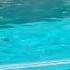 An Otter S Surprise Rescue Stuns Everyone At The Pool Shorts