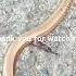 Snake In London S Canon Park Look Again