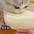 Можно ли кошкам давать молоко Cat Catsfacts