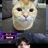 Deko и кот Cs2 Csgo Cs2moments Twitch Streamer Csgomoments Cs2funny Deko Cat Shorts